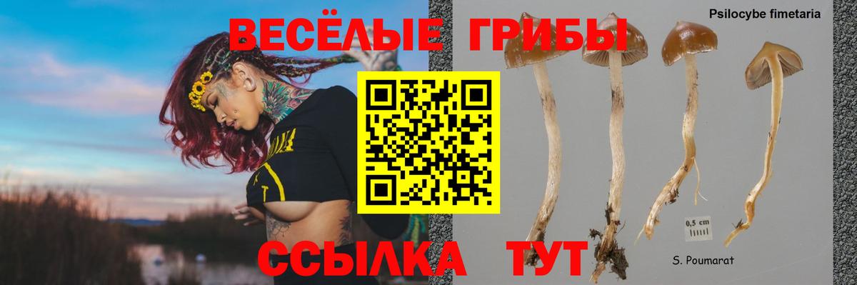 Псилоцибиновые грибы мицелий  Вход с VPN  Псилоцибиновые грибы Psilocybe  Тара 